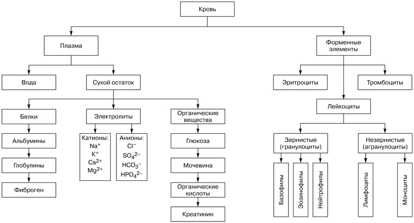 Состав крови.jpg